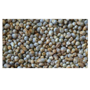 Bajra
