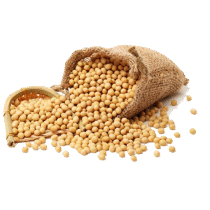 Soyabean